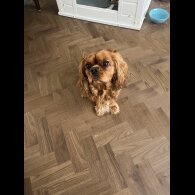 Cavalier King Charles Spaniel
