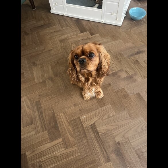 Cavalier King Charles Spaniel