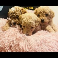 Maltipoo