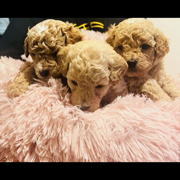 Maltipoo