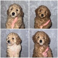 Miniature Poodle