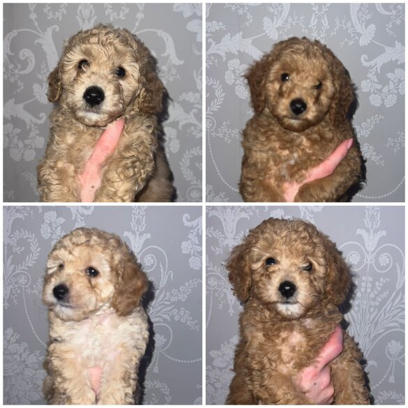 Miniature Poodle