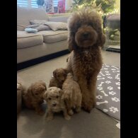 Miniature Poodle