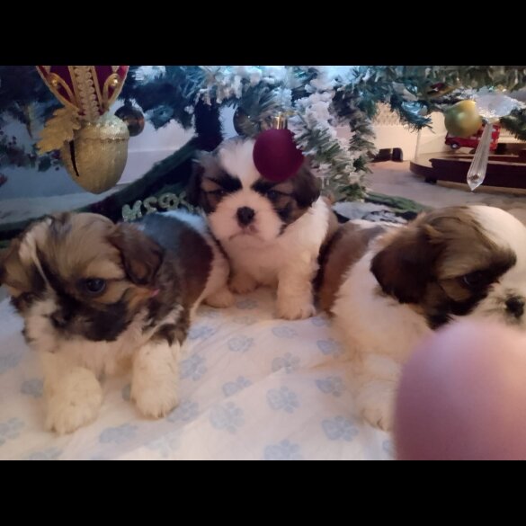 Shih Tzu