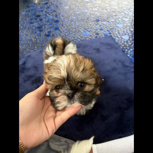 Shih Tzu