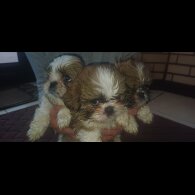 Shih Tzu