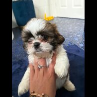 Shih Tzu