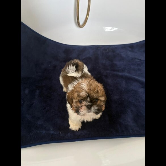Shih Tzu