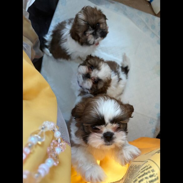 Shih Tzu