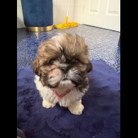 Shih Tzu