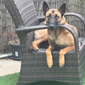 Belgian Shepherd Dog (Groenendael)