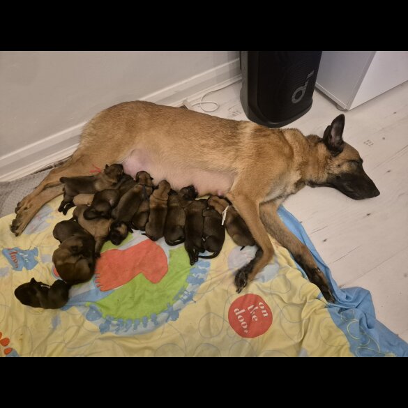 Belgian Shepherd Dog Malinois