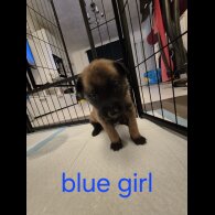 Belgian Shepherd Dog Malinois