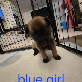 Belgian Shepherd Dog (Groenendael)