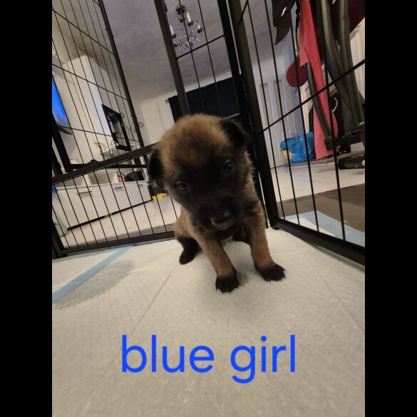 Belgian Shepherd Dog Malinois