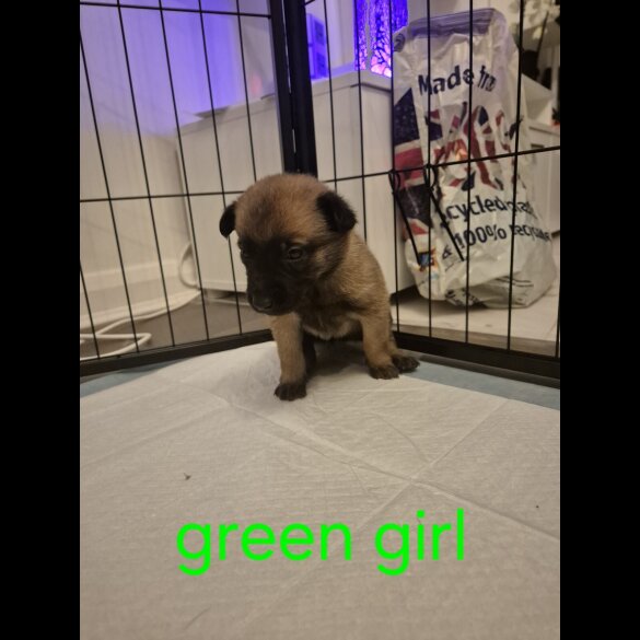 Belgian Shepherd Dog Malinois