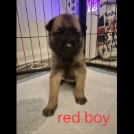 Belgian Shepherd Dog Malinois