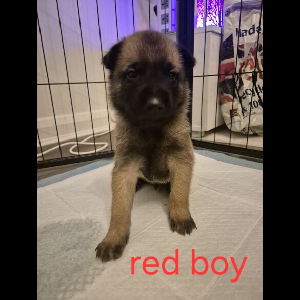 Belgian Shepherd Dog Malinois