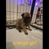 Belgian Shepherd Dog Malinois