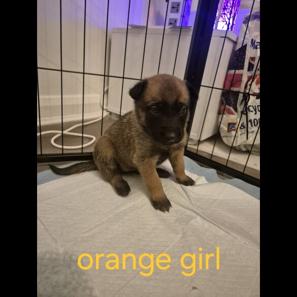 Belgian Shepherd Dog Malinois