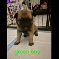 Belgian Shepherd Dog Malinois