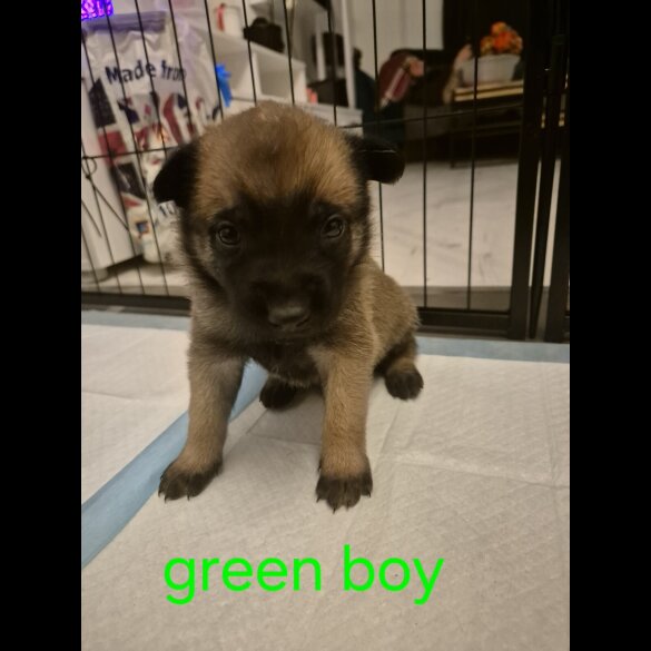 Belgian Shepherd Dog Malinois