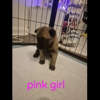 Belgian Shepherd Dog Malinois