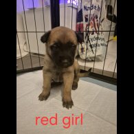 Belgian Shepherd Dog Malinois