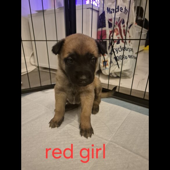 Belgian Shepherd Dog Malinois