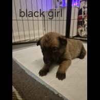 Belgian Shepherd Dog Malinois