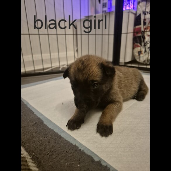 Belgian Shepherd Dog Malinois