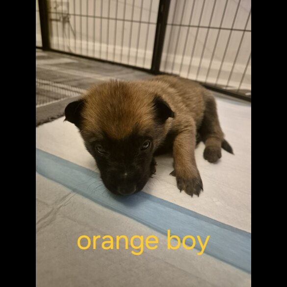 Belgian Shepherd Dog Malinois