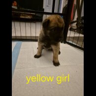 Belgian Shepherd Dog Malinois