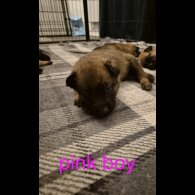 Belgian Shepherd Dog Malinois