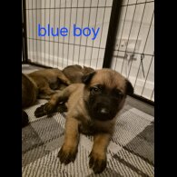 Belgian Shepherd Dog Malinois