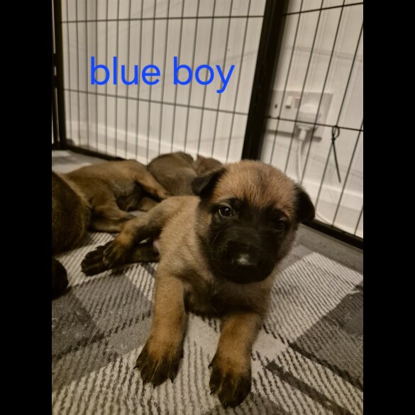 Belgian Shepherd Dog Malinois