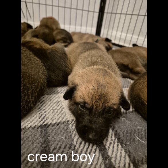 Belgian Shepherd Dog Malinois