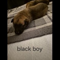 Belgian Shepherd Dog Malinois