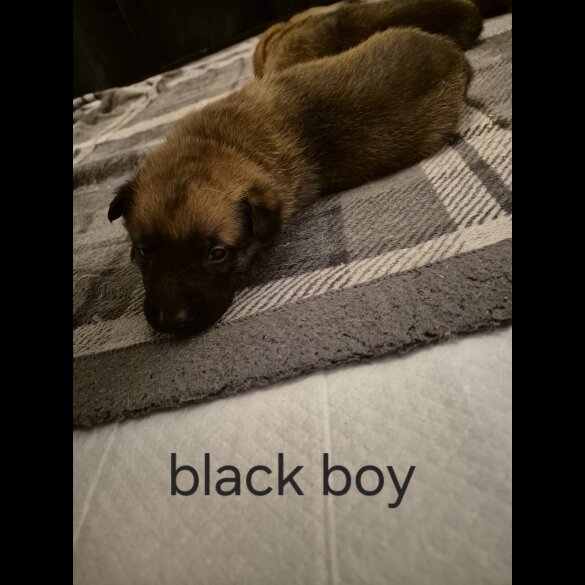 Belgian Shepherd Dog Malinois