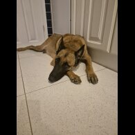 Belgian Shepherd Dog Malinois