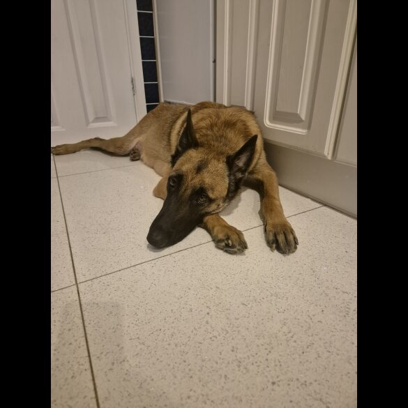 Belgian Shepherd Dog Malinois