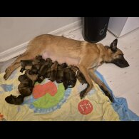 Belgian Shepherd Dog Malinois