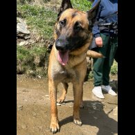 Belgian Shepherd Dog Malinois