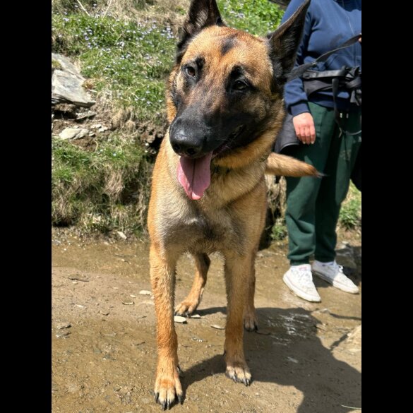 Belgian Shepherd Dog Malinois