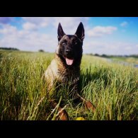 Belgian Shepherd Dog Malinois