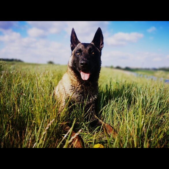 Belgian Shepherd Dog Malinois