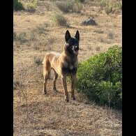 Belgian Shepherd Dog Malinois