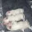 Bichon Frise