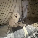 Bichon Frise