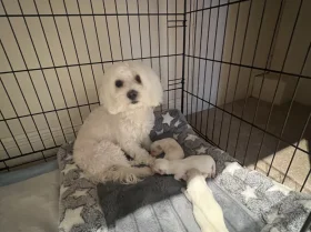 Bichon Frise